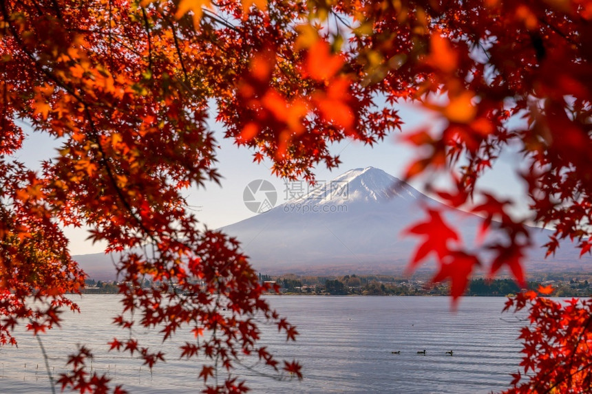 富士山红枫图片