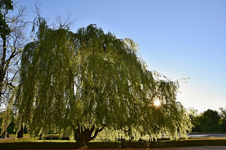 生长日落时的美丽树阳光下的树自然本底生态概念日落新鲜的白色图片