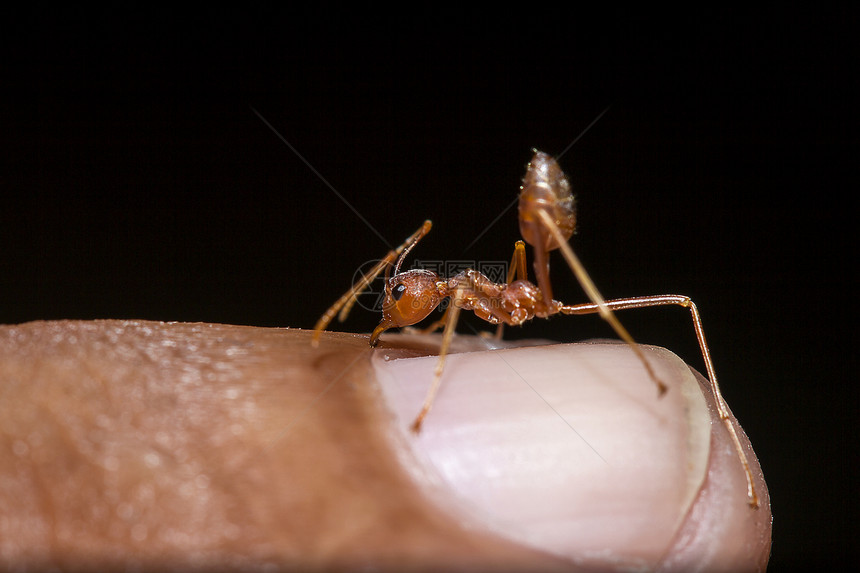 手指上的红蚂蚁昆虫绿色自我保护图片