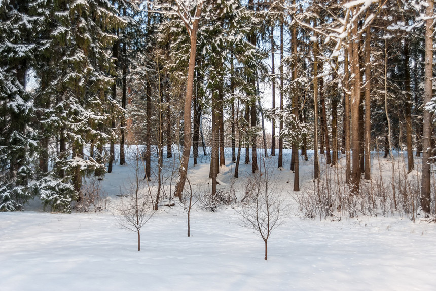 自然在寒冬阳光明媚的日子里森林中被雪覆盖的峡谷天空假期图片