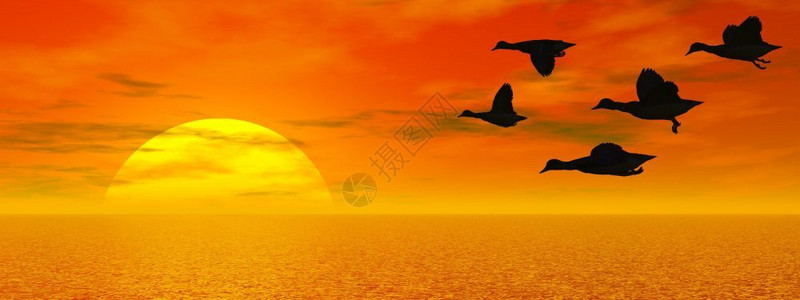 渎凫翅膀使成为由红日落飞翔鸭3D制成的鸭子在水上飞行多云的设计图片