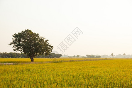农村稻田里的大树站在稻田中间场地自然图片