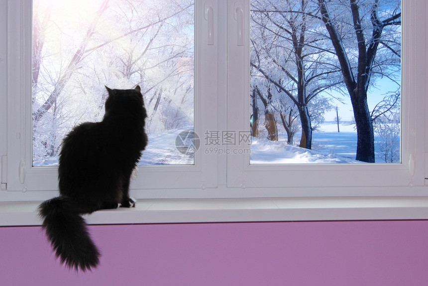 家具捕食者屋猫坐在窗台上明亮的冬日望着窗外黑猫从户欣赏冬天的景色白霜中树木宠物从窗户欣赏风景明亮的冬日猫坐在窗台上明亮的冬日望着图片