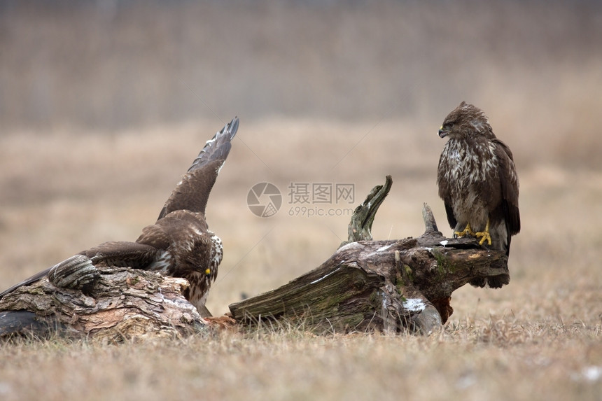 12月在波兰Narew河附近的一片草地上坐着两只常见的秃鹰Buteobuteo靠近场地喙图片