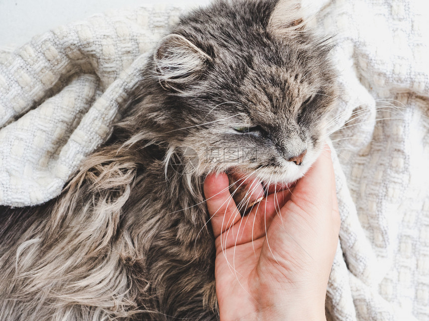 床灰色的小可爱躺在女人的手上露天风景近身宠物护理概念可爱小猫躺在女人的手上说谎图片