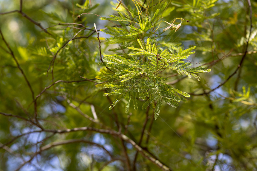 春间新鲜的acacia树叶在蓝色天空下切换新的acacia树叶花朵美丽的假期图片