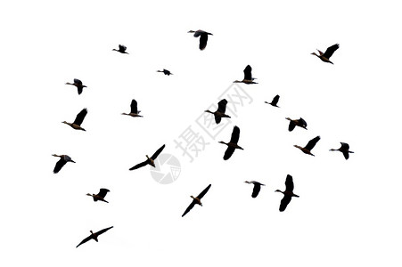 飞儿乐团分开的鸟类天线一群儿在白色背景上飞翔孤立的设计图片