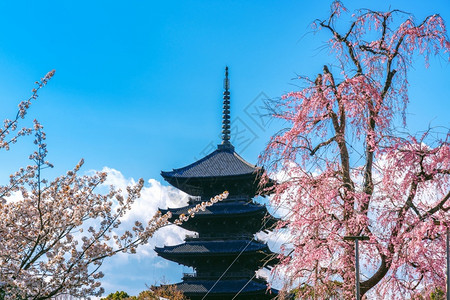 美丽的风景文化在日本京都的春天樱花和塔图片