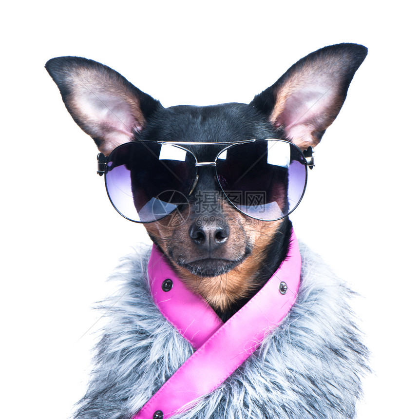 穿着滑雪者服装的狗毛皮夹克和眼镜活跃生方式运动一只狗的肖像将一条狗孤立在身上的时装冬衣圣诞节打印山图片