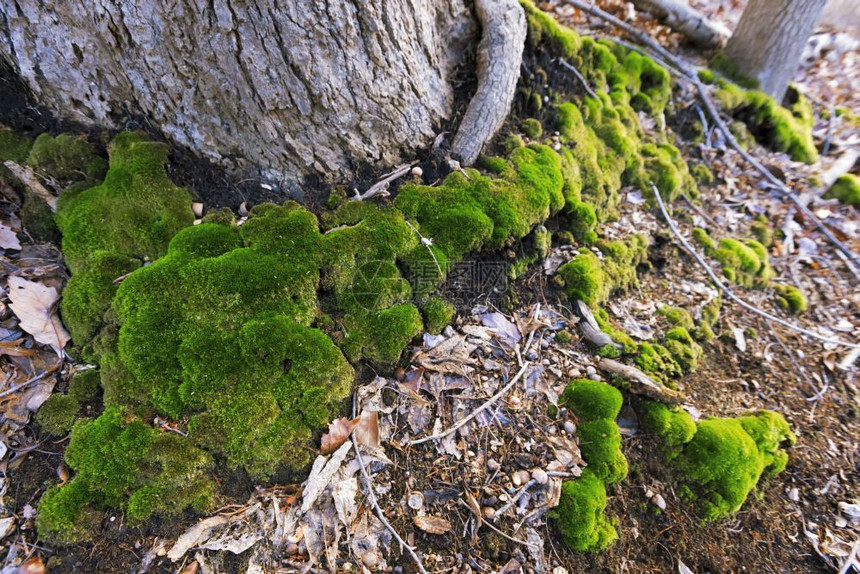 春季在森林地板上种植绿苔质地春天颜色图片