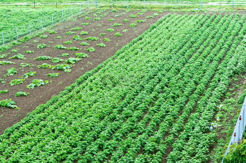 户外豆芽生长在家庭花园种植蔬菜耕田地和农庄品繁多的耕地中植蔬菜图片
