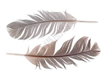 笔鸟鹦鹉白色背景上孤立的羽毛图片