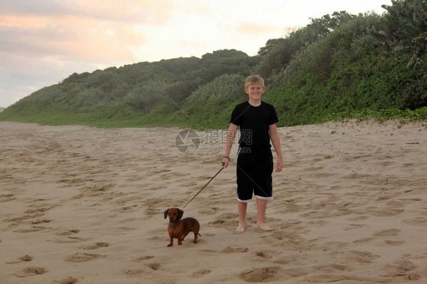 棕色的一张男孩在海滩上走狗的照片腊肠犬受控图片