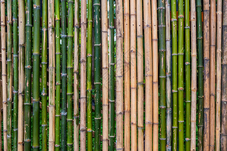 亚洲直的管道绿竹栅栏树本背景图片
