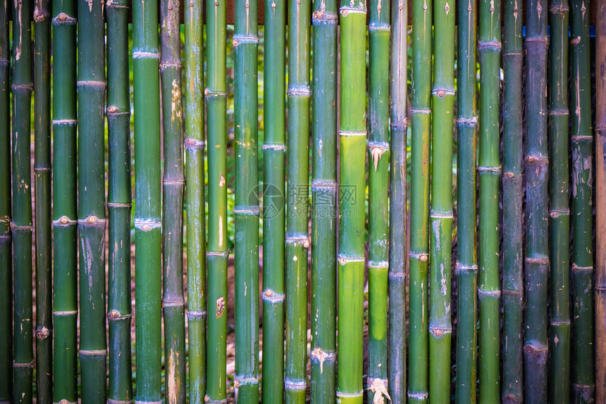 直的绿色花园竹栅栏树本背景图片