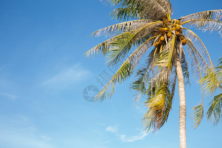 夏天蓝的椰子树季节叶水果图片