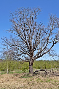 阳光明媚的春日森林之角上裸露的橡树土地季节孤图片