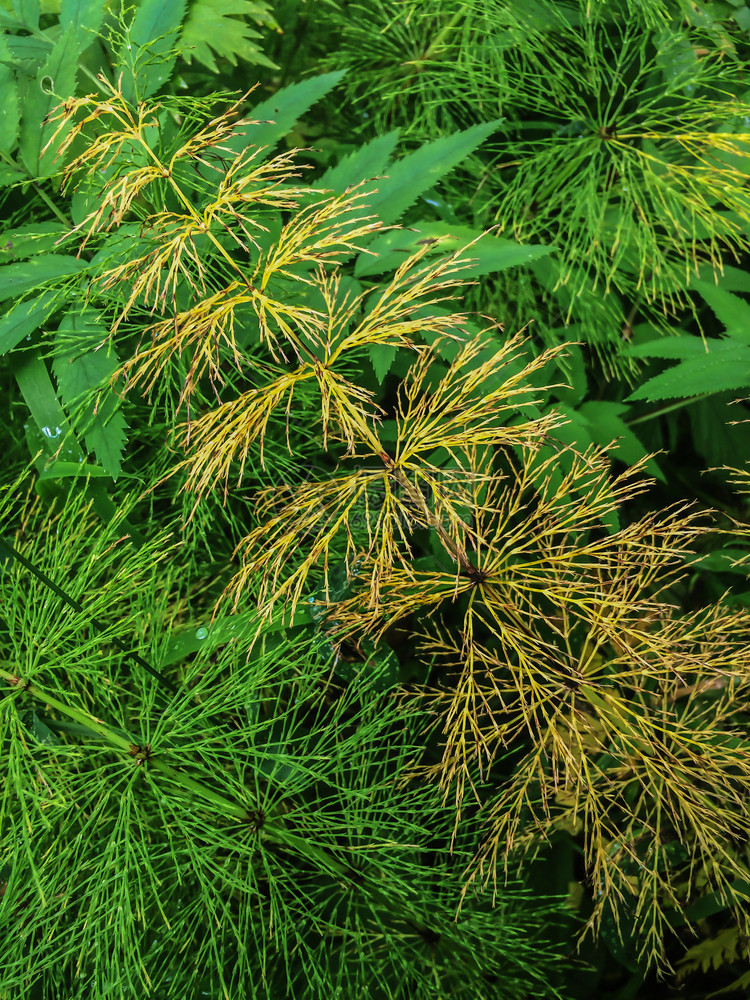 仓促托尔卡奇克野生植物马尾或TolkachikEquisetumarvense的绿色背景春草中常见的马尾自然林草根的抽象背景本图片