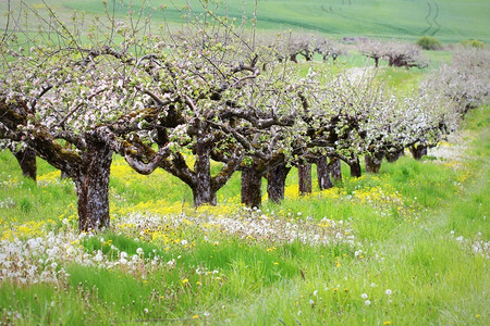 颜色绽放蕊春天开花背景美丽的自然观与盛开的苹果树春天开花背景图片