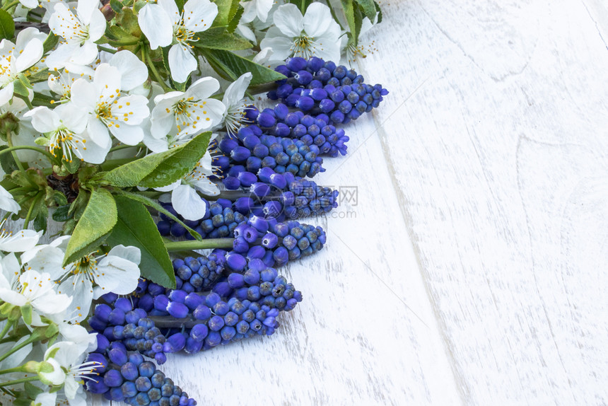 木制的季节花瓣白色木板上的一束蓝色铃铛上面有白色的樱桃花铃铛从上面查看文本的地方一束蓝色的铃铛在白木板上铃铛图片