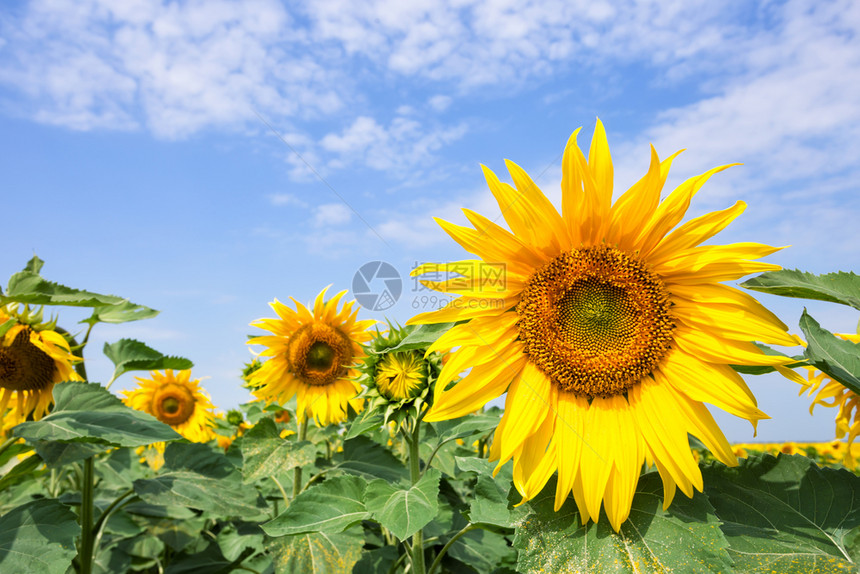自然颜色黄向日葵对抗蓝天夏月地貌新的一天成长和发展的概念黄向日葵对抗蓝天的构想夏图片