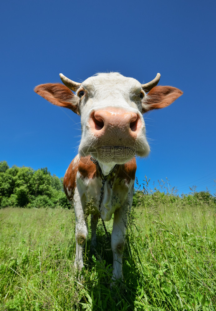 大口罩的牛群直盯着镜头紧闭农场动物可爱的红白斑马在田野上与亮绿草牛和大口罩直盯着镜头相机村庄直的图片