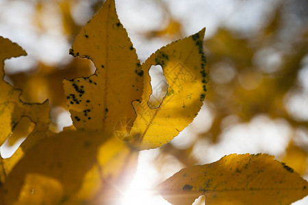 丰富多彩阳光破损的秋叶背景