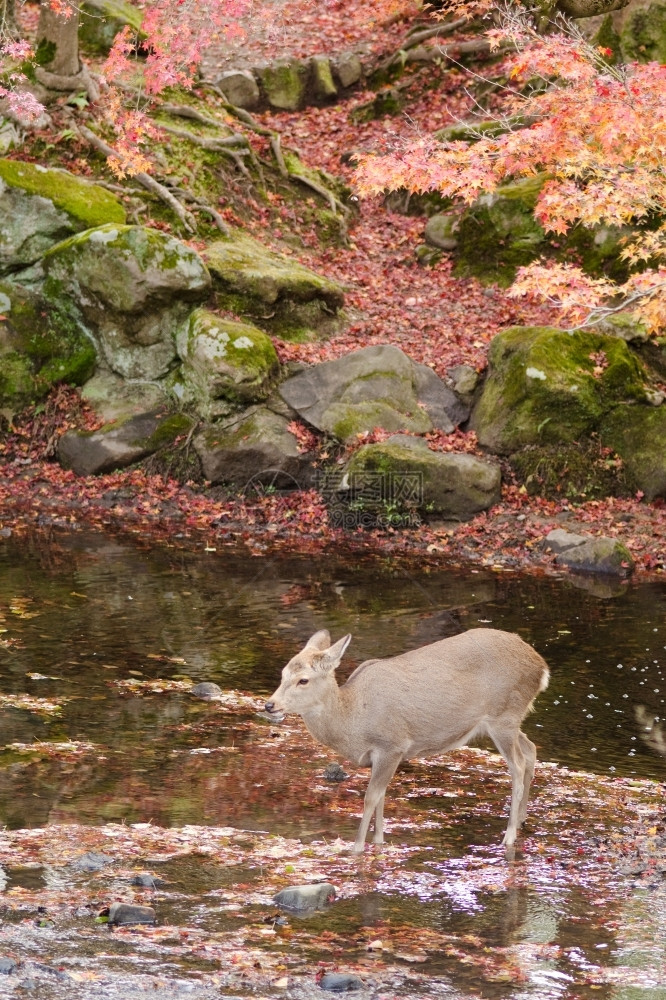 梅花鹿秋季饮水梅花鹿秋季河流饮水讨好奈良公园常见的图片