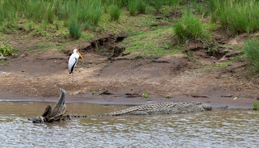 亚洲一种条鳄鱼躺在水边的石头上一条鳄鱼躺在水边的石头上颚饥饿的高清图片素材