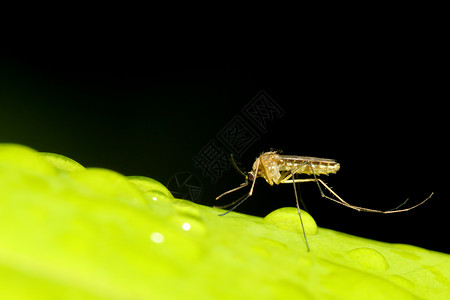 隐翅虫毛茸蚊子绿叶上贴虫疟疾背景