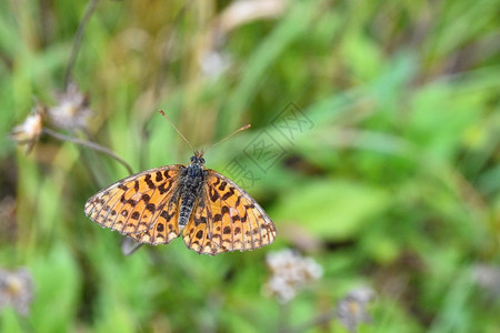 喂食草地上的蝴蝶迷人粉色图片