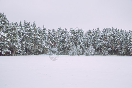 天空季节冬雪和冰冻湖泊冰树木和新鲜空气景观拉脱维亚高清图片素材
