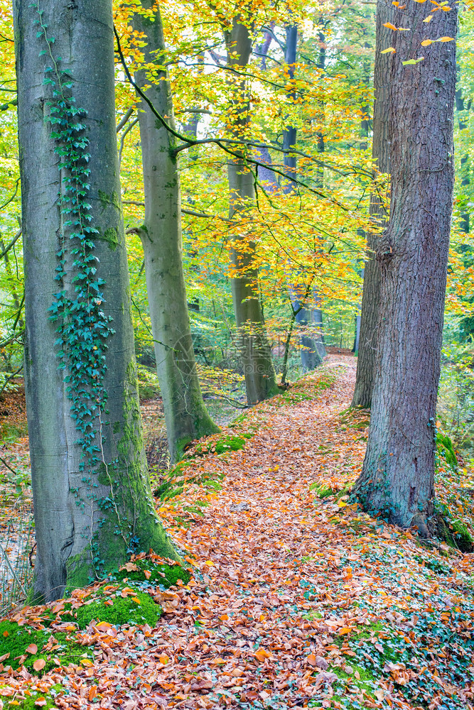 垂直的秋天森林沿途有树干户外照片图片