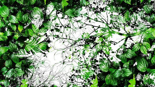 建筑学抽象的热带绿叶抽象背景千秋高对比度树图片