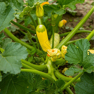 花园里的黄色开西葫芦菜园里开花的有机蔬菜西葫芦食物绿色农场图片