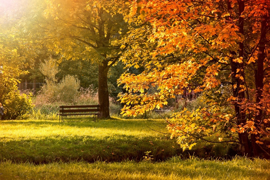 秋季森林公园图片