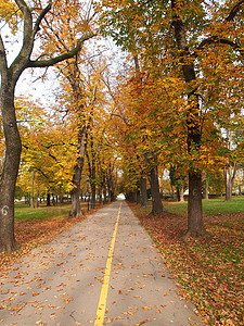 蓝色的秋天气晴朗公园落叶棕色的装饰品图片