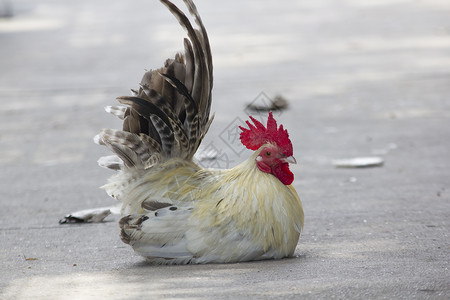 农业脊椎动物白色矮脚鸡日本人坐在地板上家禽图片