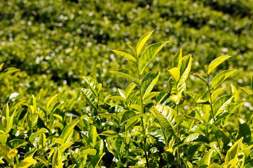 清晨太阳下茶叶种植场晴天花园物图片