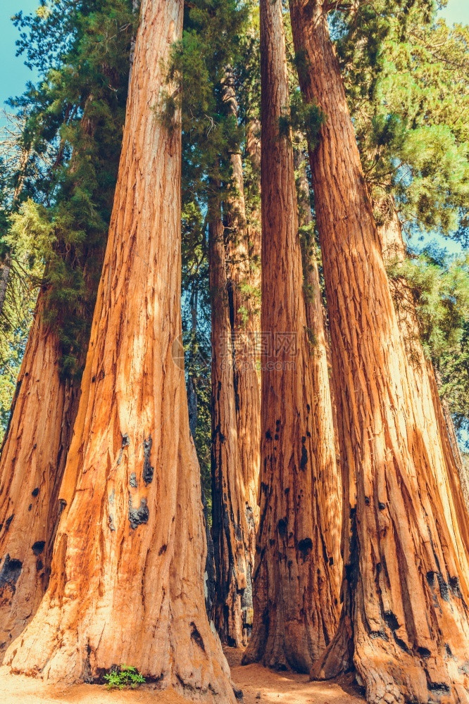 一般的美国加利福尼亚州塞夸公园自然树图片