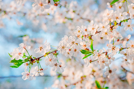 绽放花瓣的在园中有选择焦点美丽樱桃花朵与蓝天相比色空模糊背景位置文本突出焦点美丽的樱桃花与蓝色天空相对图片