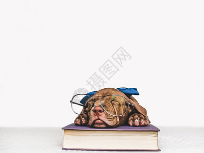 宠物狗趴在书上睡觉图片