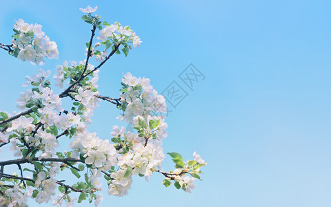 花的自然蓝色春花背景有复制空间选择的焦点苹果树花与蓝天对准色空AppleTreeFlowersAgiveABlueSky图片