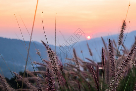 环境一种晴天带山脉景色日落背的野带山脉色日落背的野凤梨图片