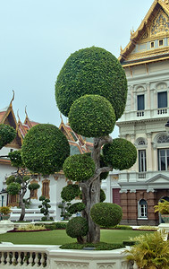 甘蔗在泰国Bangkok大宫殿前的树上陶器佛教图片