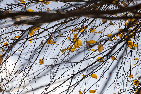 一种郁葱树枝上最后的柳橙色树叶在去年秋天阳光明媚的气下中秋叶金的图片