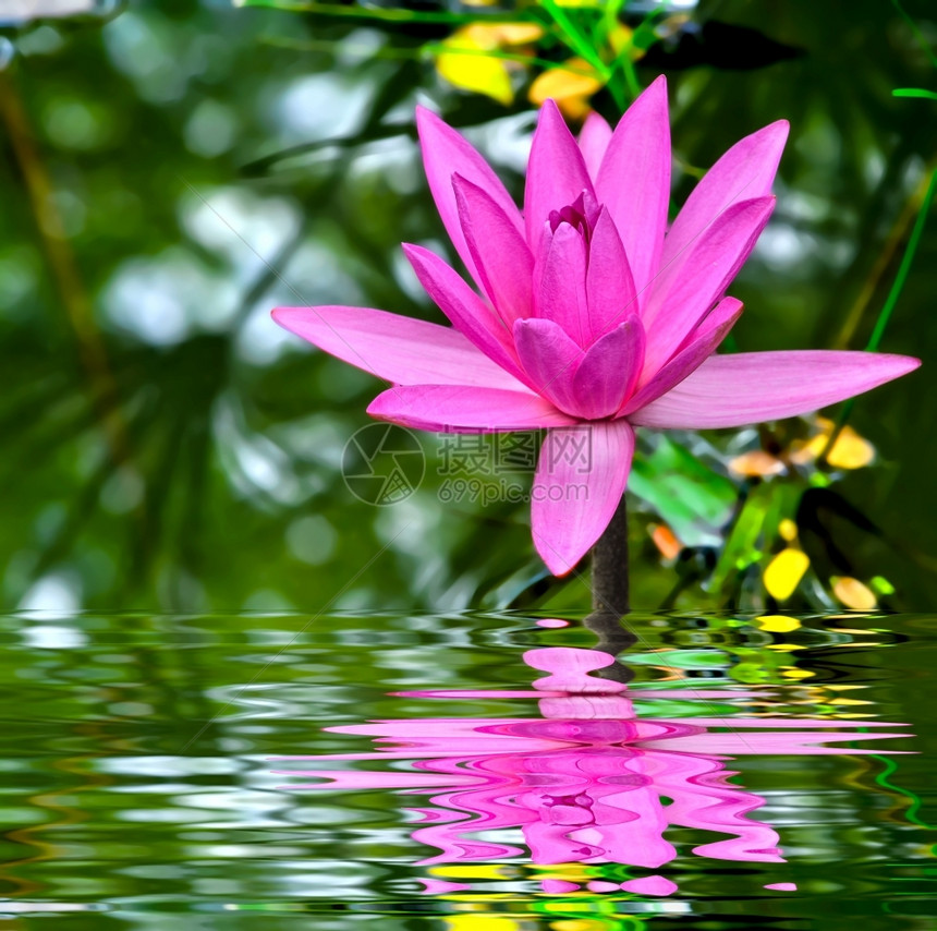 池塘中紫色的莲花图片