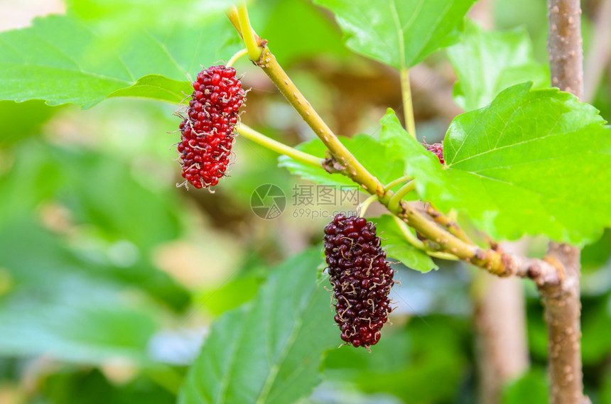 农业树上鲜嫩的红木浆果莓叶有助于养殖丝虫在树上种植蚕花图片