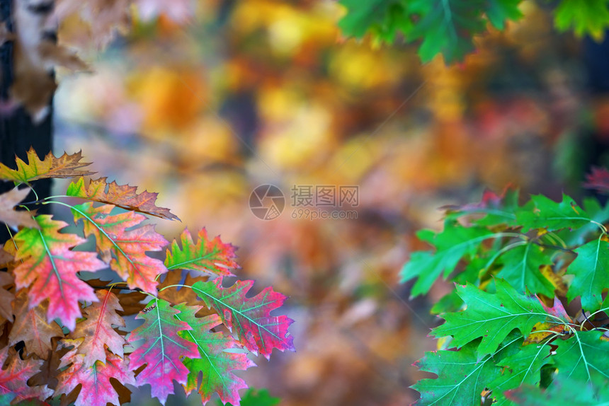 在模糊的bokoh背景和复制空间上的秋树枝分支阳光叶子秋天图片