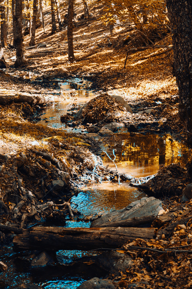 森林老的西班牙秋季栗子林中的溪温暖色彩在西班牙板栗图片